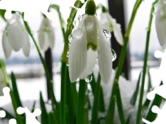 snowdrops, Spring