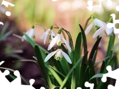 snowdrops, Spring