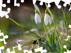 snowdrops, Spring