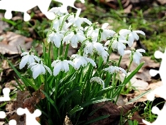 snowdrops, Spring