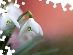 snowdrops, Flowers, Spring, White