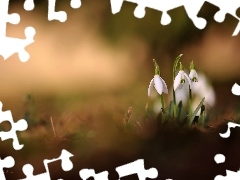 snowdrops, Flowers, Spring, White