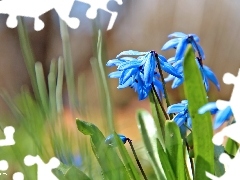 Siberian squill, Flowers, Spring, Blue