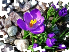 Spring, crocuses, Stones