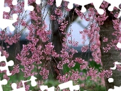 Spring, flourishing, trees