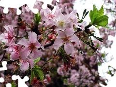 Spring, flourishing, trees