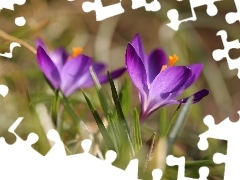 Violet, Colourfull Flowers, Spring, crocus