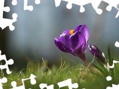 Violet, Colourfull Flowers, Spring, crocus