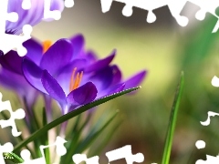 Violet, Colourfull Flowers, Spring, crocus