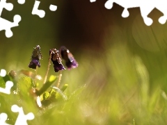 Violets, Flowers, Spring, fragrant