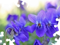 fragrant violets, Flowers, Spring, purple