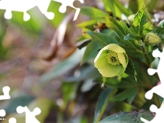 Yellow, Flowers, Spring, Anemones