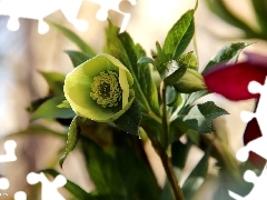 Yellow, Flowers, Spring, Anemones