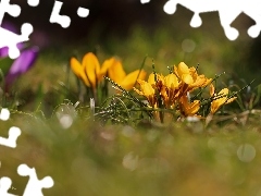 Yellow, Flowers, Spring, crocuses