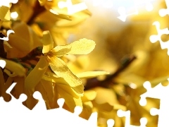 Yellow, forsythia, Spring, Flowers