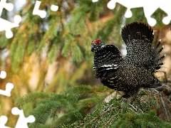 twig, spruce, male, blackcock, Bird
