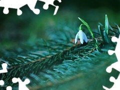 Snowdrop, Colourfull Flowers, spruce, White