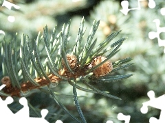 twig, spruce