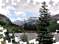 Spruces, lake, Mountains