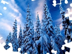 Snowy, Spruces