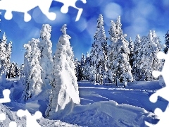 winter, Snowy, Spruces, forest