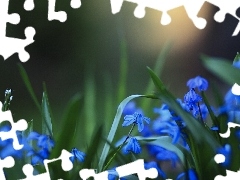 squill, Blue, Flowers