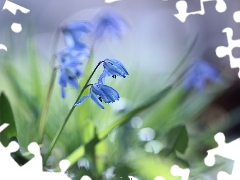 Flowers, Blue, Siberian squill
