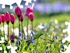 Spring, Tulips, squill, Garden