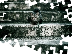 cat, Stairs