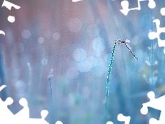 Bokeh, dragon-fly, stalk