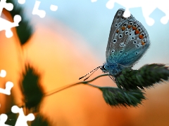 stalk, butterfly, Dusky