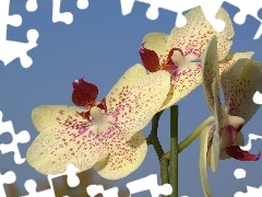 stalk, orchid, flakes