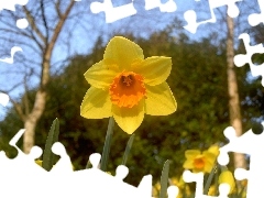 narcissus, stalk