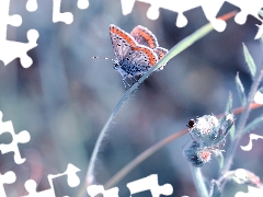 plant, blurry background, Adonis Blue, stalk, butterfly