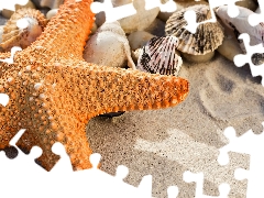 Orange, Shells, Sand, starfish