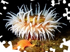 reef, anemone, starfish, coral