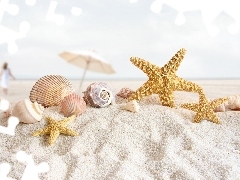 starfish, Beaches, Shells