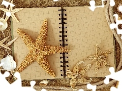 starfish, Fascilice, Shells