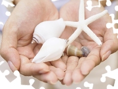 starfish, hands, Shells