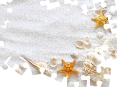 starfish, Sand, Shells