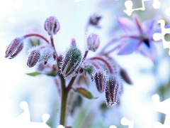 Starflower, Flowers, Buds