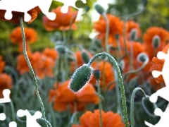 stems, papavers, Buds