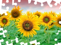 Sky, Nice sunflowers, stems