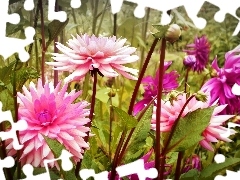 stems, dahlias, Pink