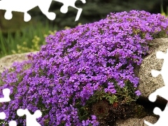 Stone, purple, Flowers