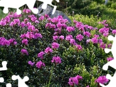 rhododendron, Meadow, Stone