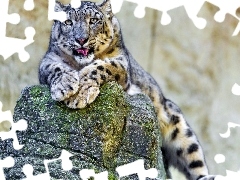 snow leopard, Leopards, snowy