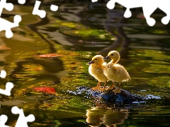 sweet, water, Stone, ducks