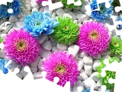 color, White, Stones, Flowers