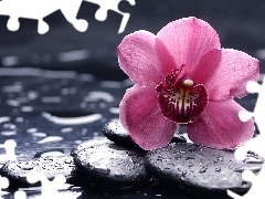 drops, Colourfull Flowers, Stones